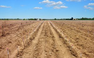 rootstocks transplanting machine