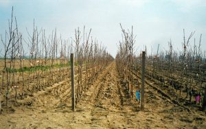 trapiantatrice trainata