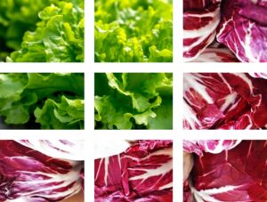 Macchine agricole per il radicchio | Oliver Agro