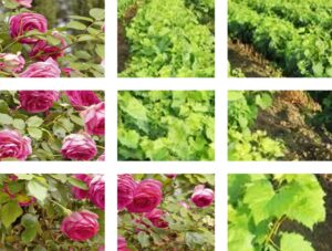 Macchine agricole per la coltura dei portainnesti in vivaio | Oliver Agro